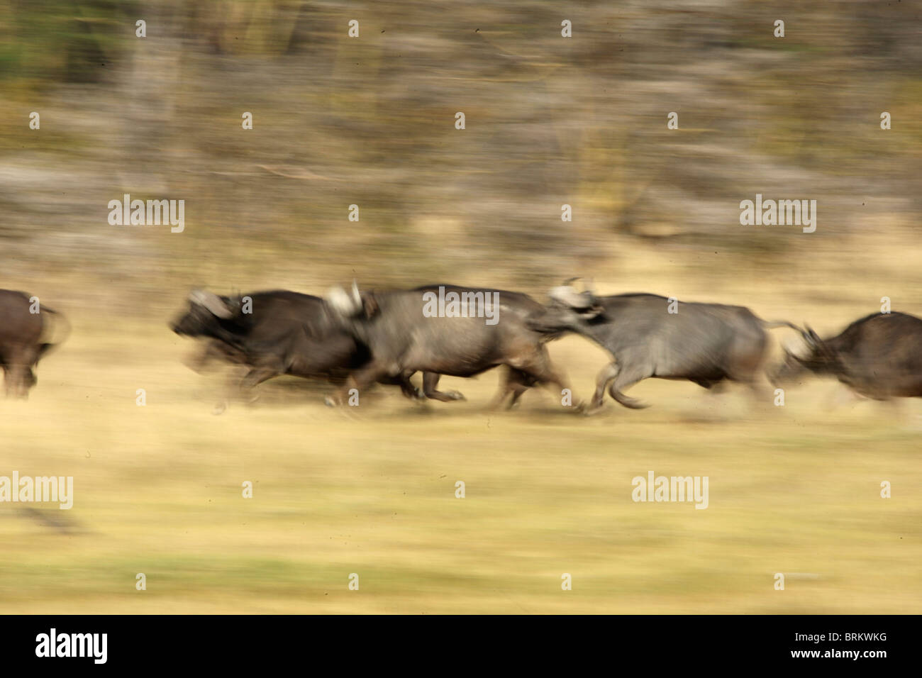 Abstract shot of Buffalo stampede Stock Photo