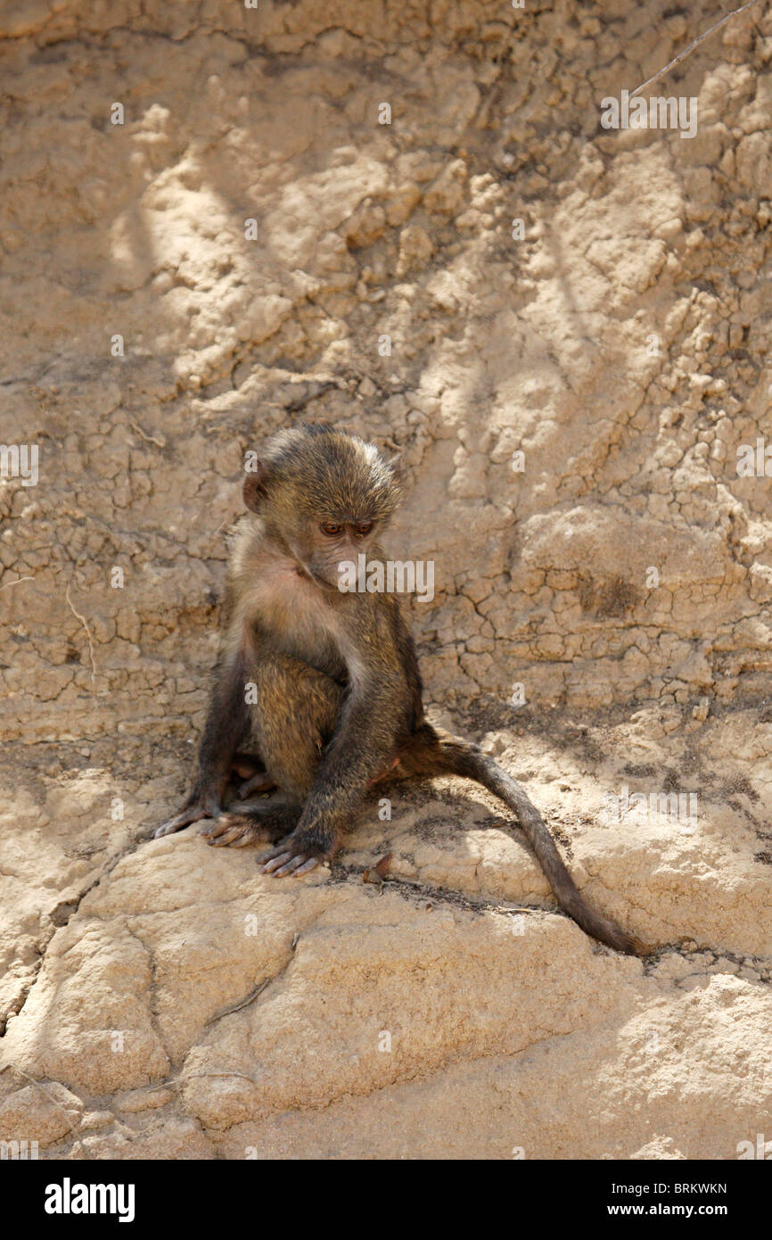 Olive baboon baby sitting on a rock Stock Photo
