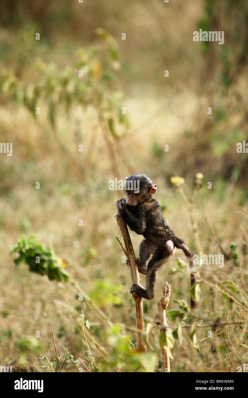 Olive baboon baby climbing up a stalk Stock Photo
