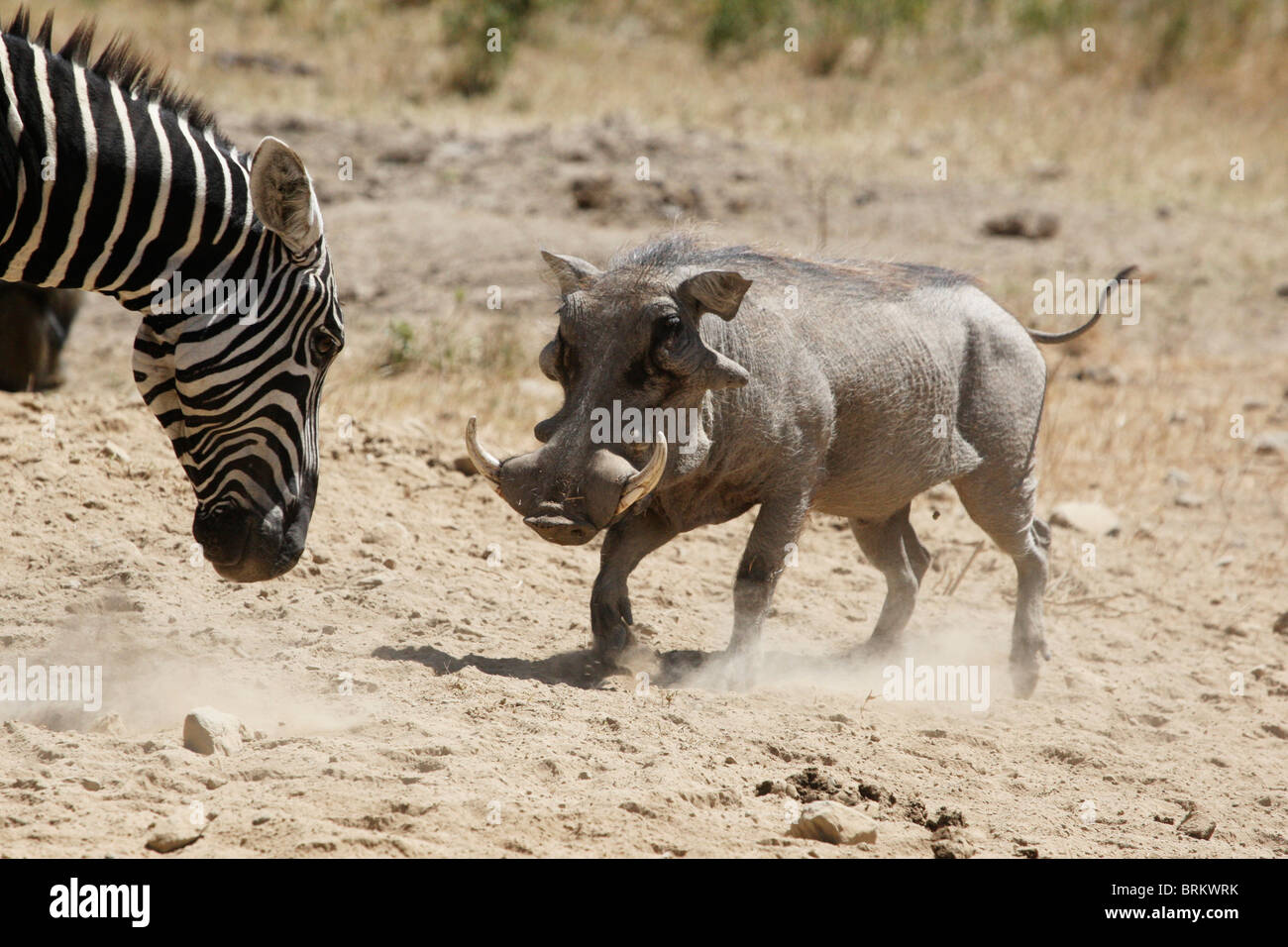 Zebra and warthog standoff Stock Photo