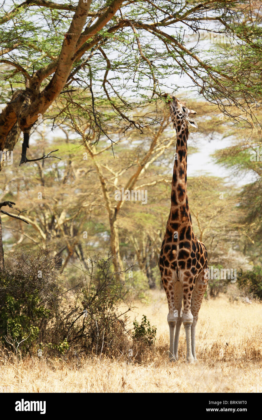 Rothschild giraffe stretching to reach leaves in tree tops in a fever tree forest Stock Photo