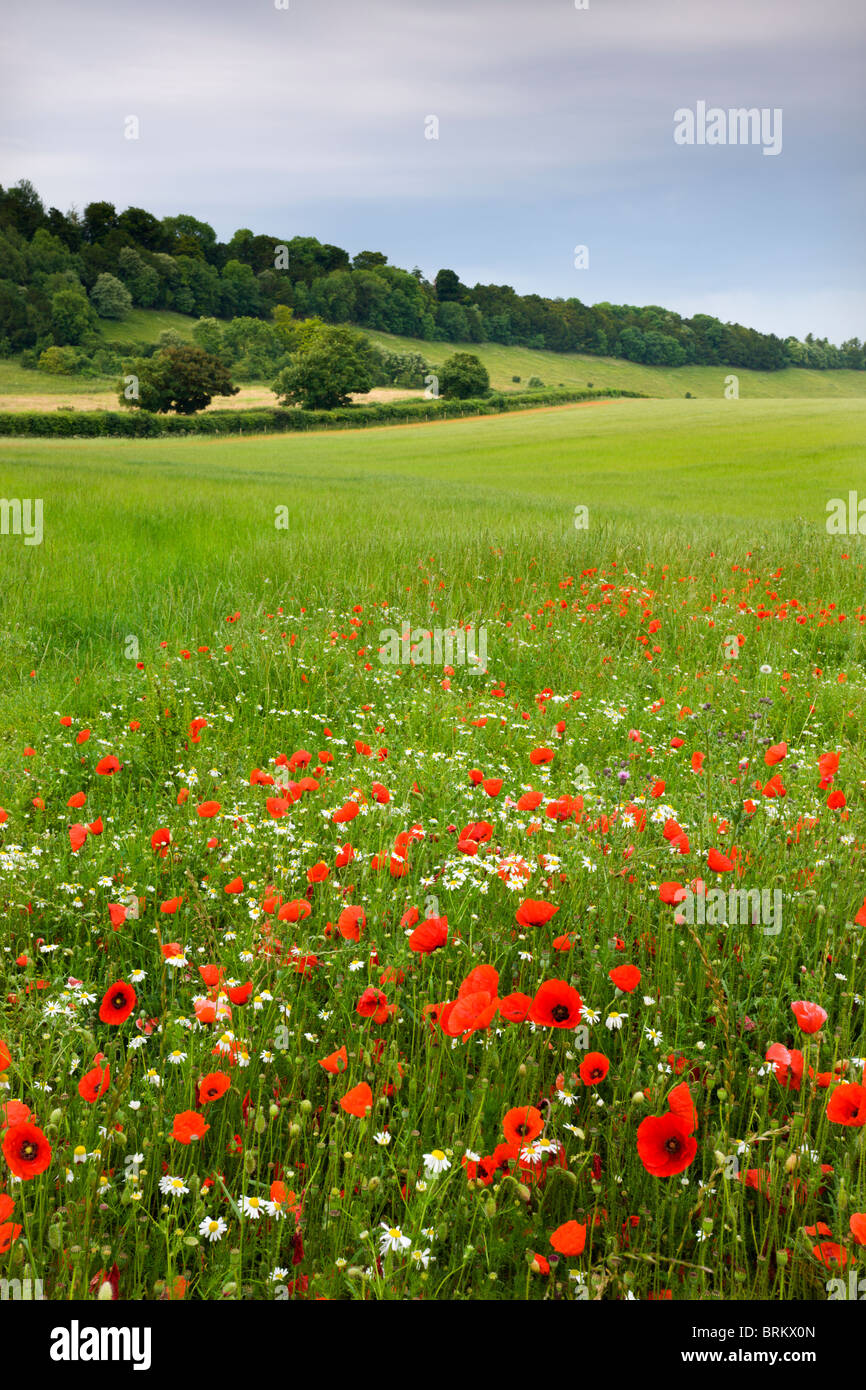 Wild poppies in countryside hi-res stock photography and images - Alamy
