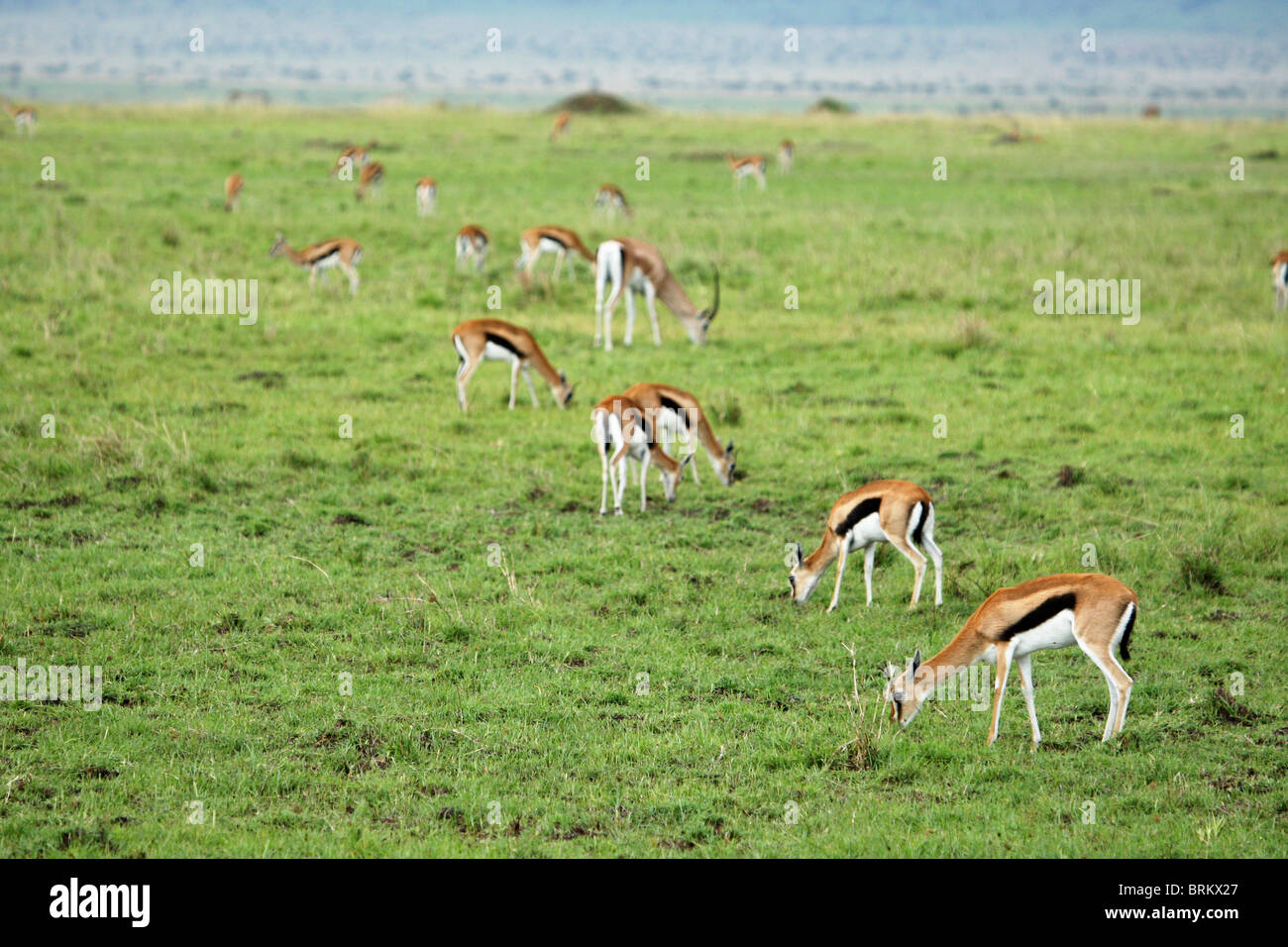 Herd of Thompson gazelle grazing on the Masai Mara plains Stock Photo ...