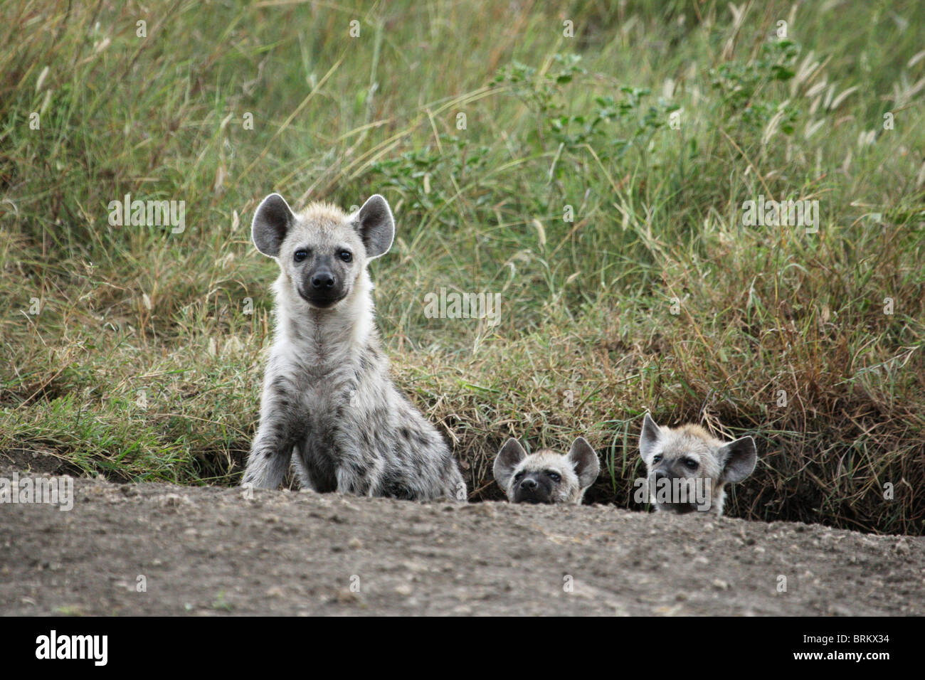 Spotted hyena cubs peering out from den Stock Photo