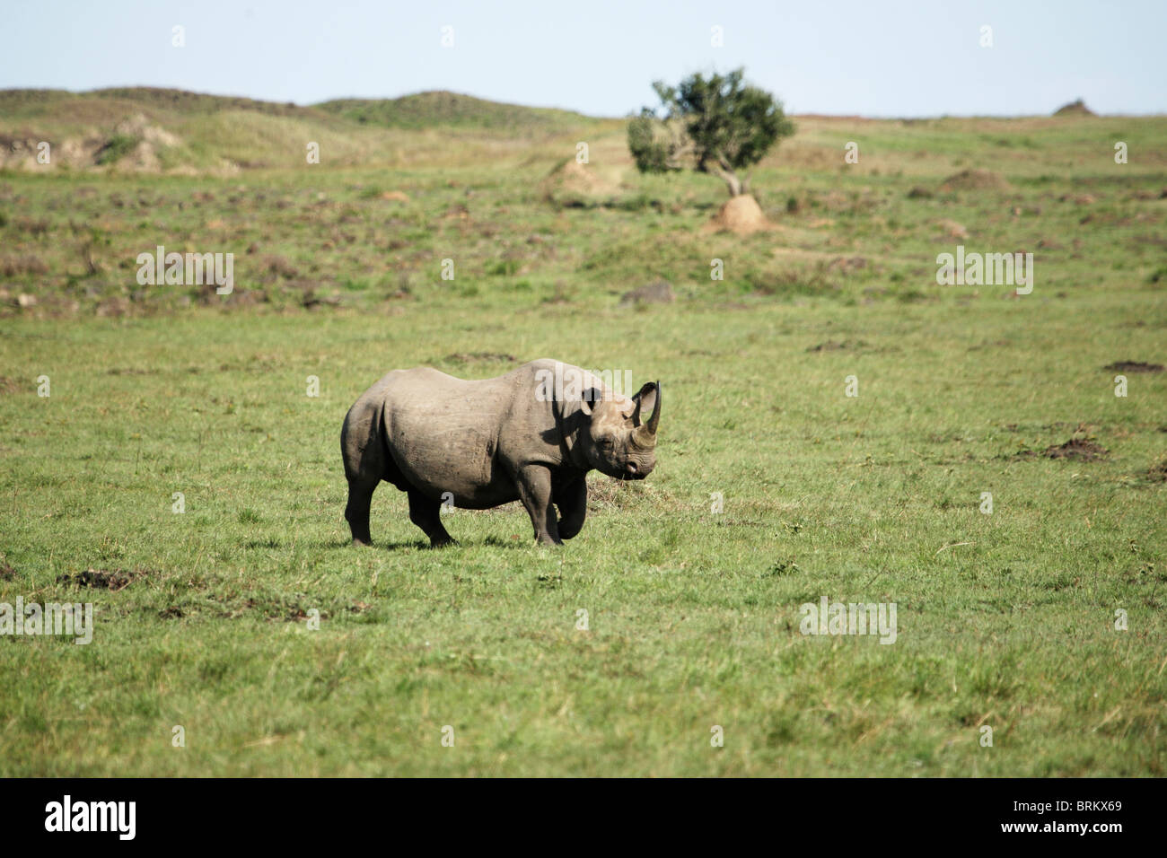 Lone black rhino grazing on the Masai Mara plains Stock Photo