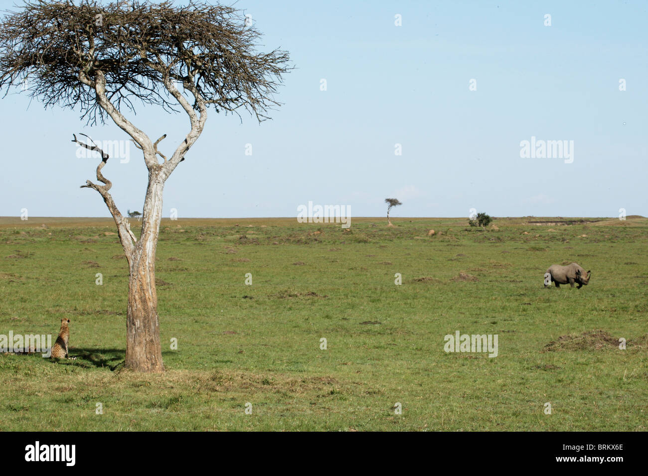 Black rhino grazing on the Masai Mara plains with a cheetah looking on from the shade of a lone tree Stock Photo
