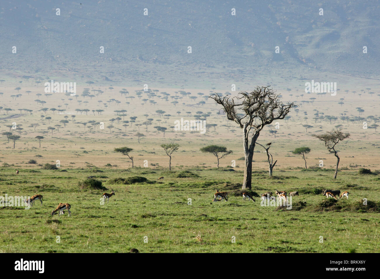Herd of Thompson gazelle grazing on the Masai Mara plains Stock Photo ...