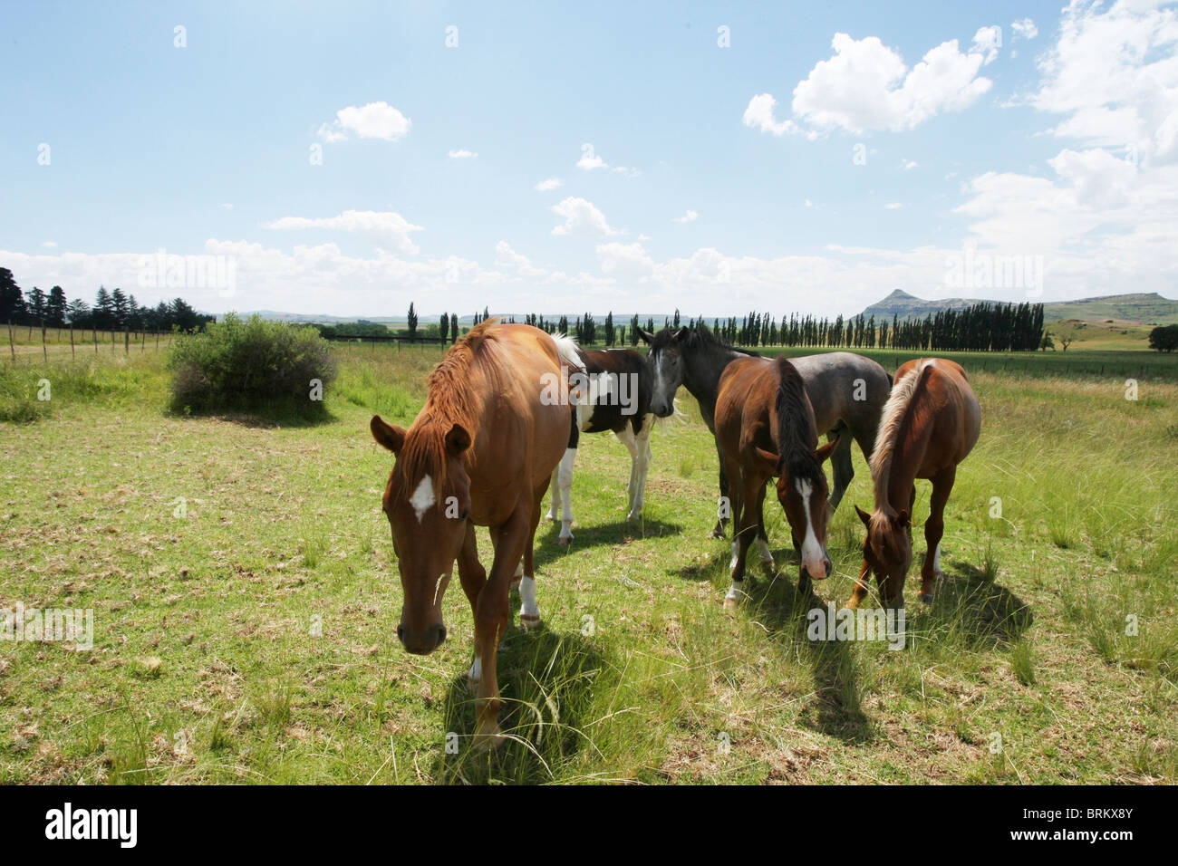 Young horses grazing in a field Stock Photo