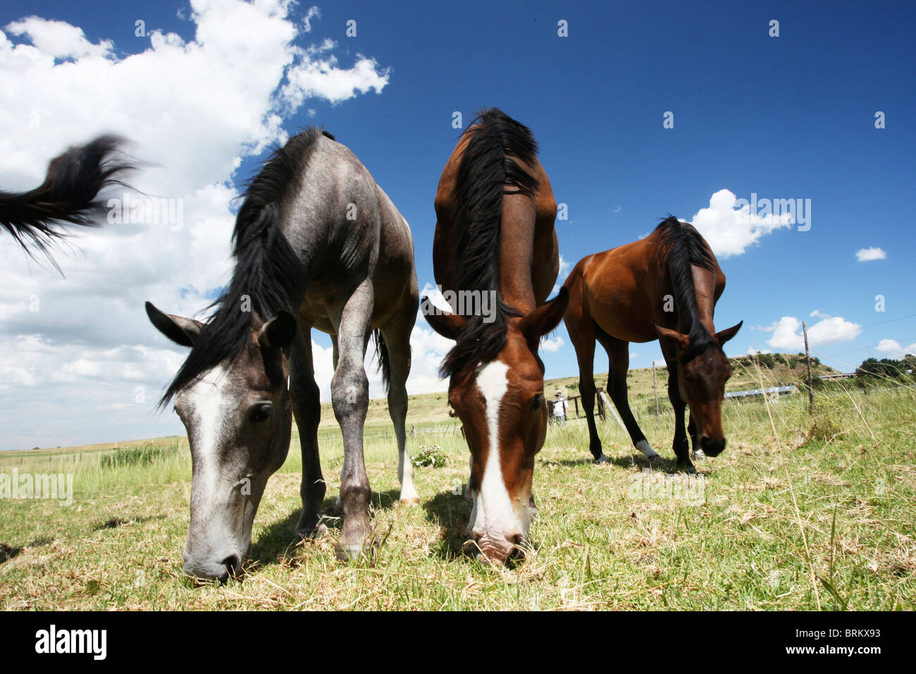 Low angle view of three young horses grazing in a field Stock Photo