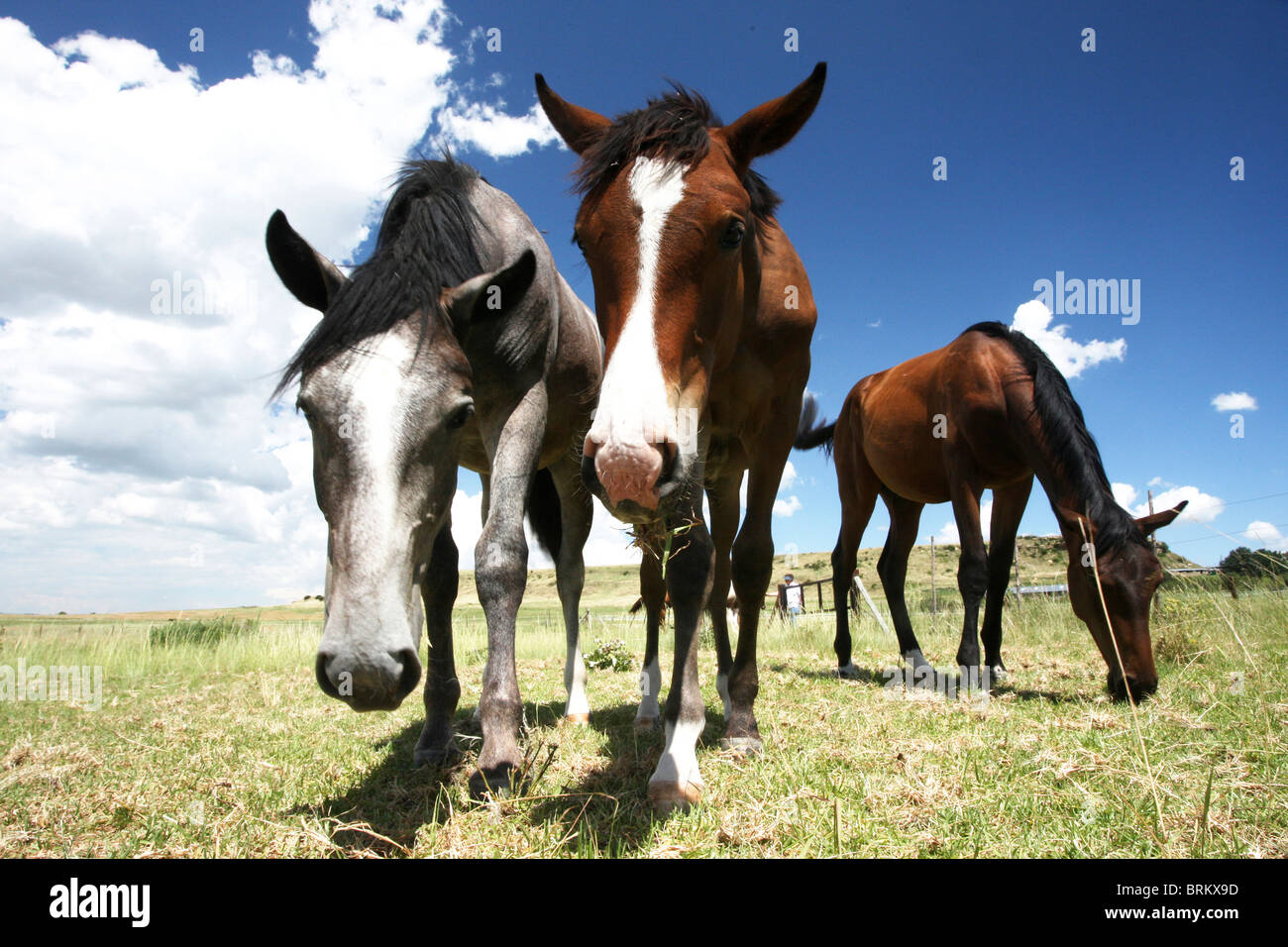 Low angle view of young horses grazing in a field Stock Photo