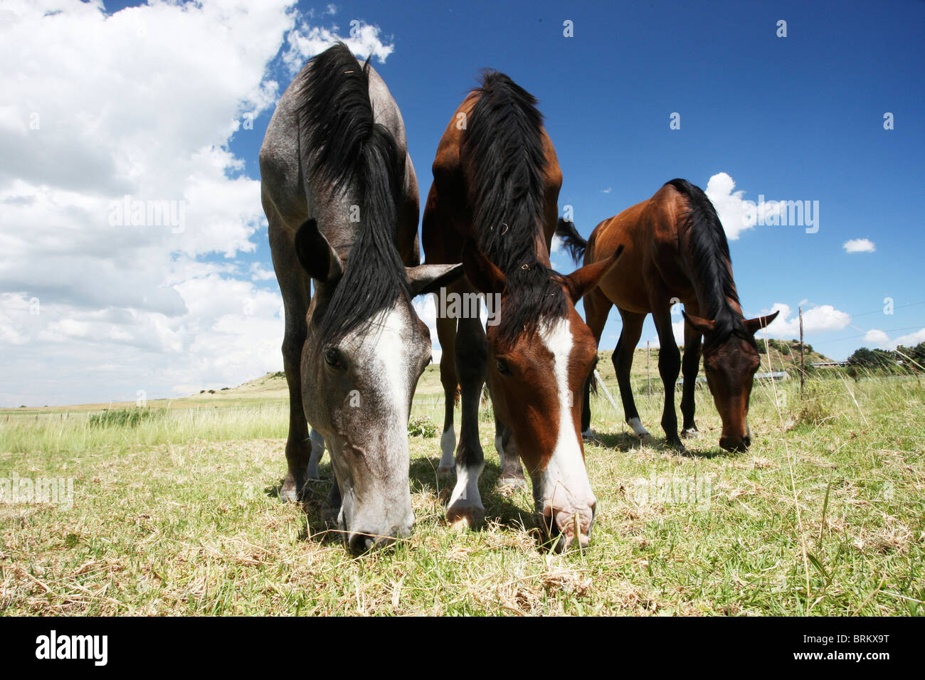Low angle view of young horses grazing in a field with two standing side by side and one further back Stock Photo
