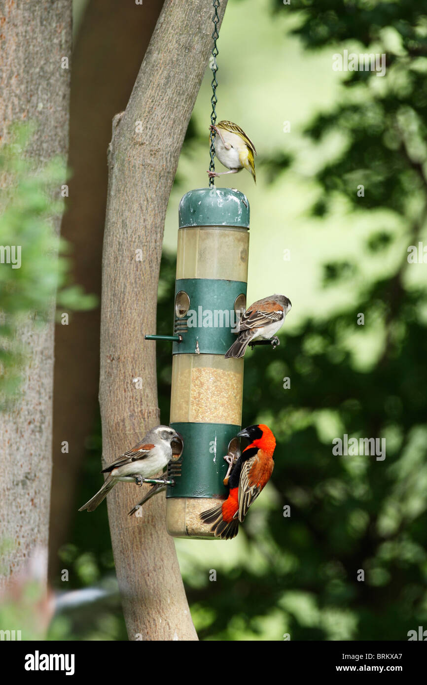 Red headed sparrow hires stock photography and images Alamy