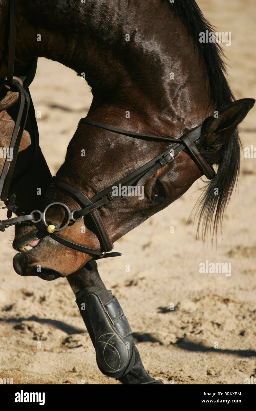 Portrait of horse bending down wearing a bridle, bit, boots and wraps on its foreleg. Stock Photo