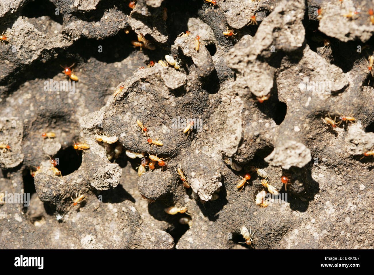Termites on an exposed section of their termitarium Stock Photo