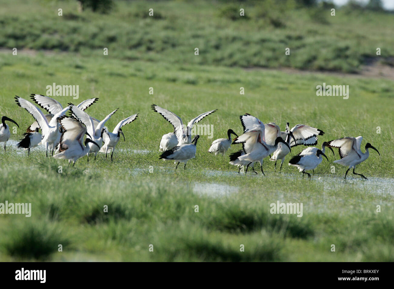 Flock of sacred ibises wading in marshland Stock Photo