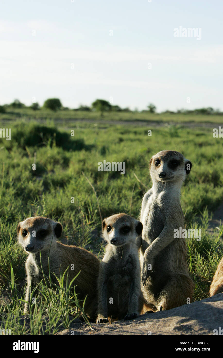 Scenic view of three Meerkat (Suricate) near the entrance to their burrows, Stock Photo