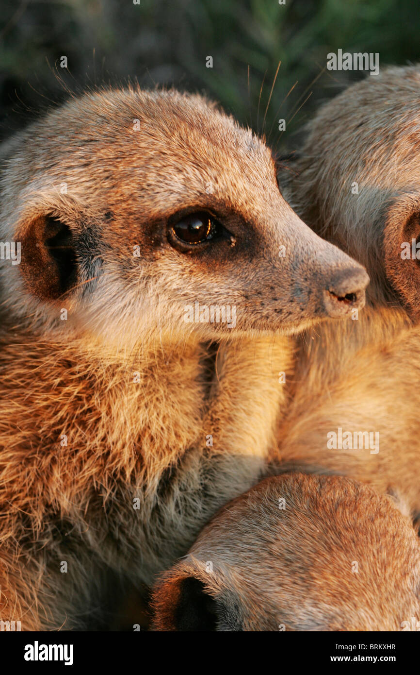 Portrait of a Meerkat (Suricate) huddled together with others Stock Photo