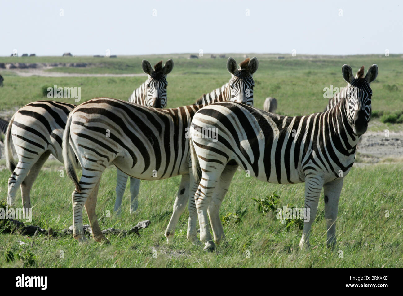 Scenic view of three Zebra all looking the same way Stock Photo
