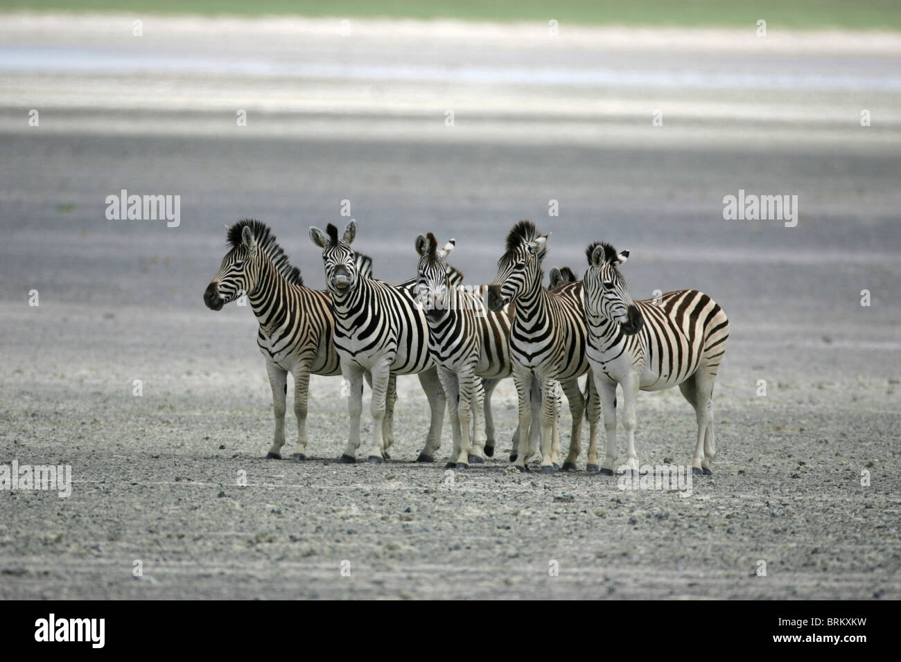 Five Zebra standing alongside one another on the Makgadikgadi pans Stock Photo