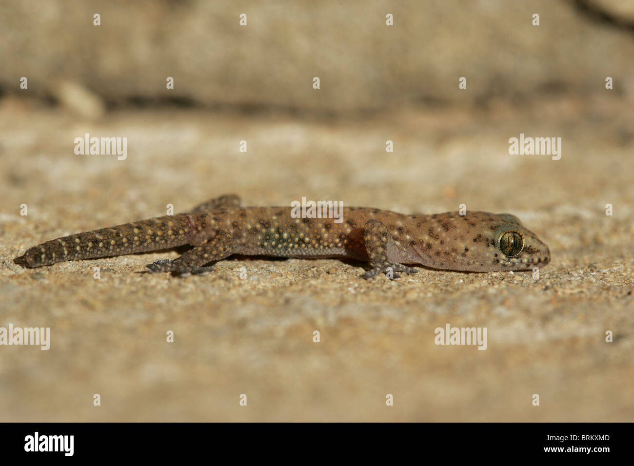 Gecko sunning itself on a rock Stock Photo