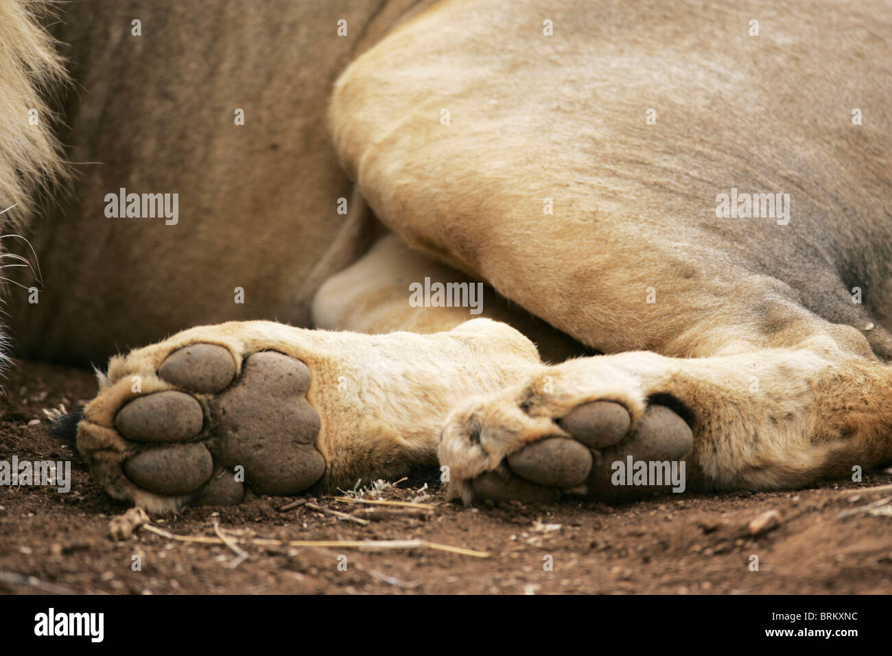 A close up of lion's paws Stock Photo Alamy