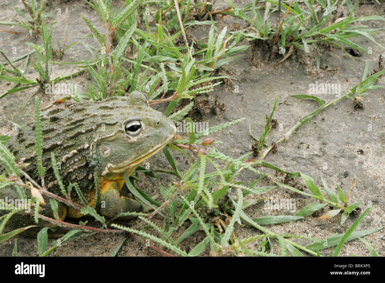 Bull frogs hi-res stock photography and images - Alamy