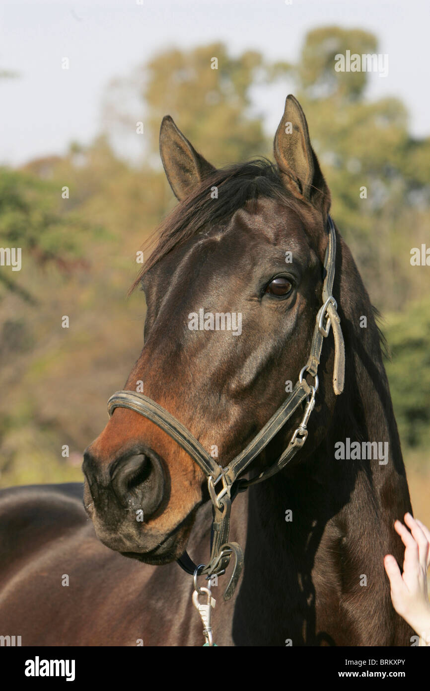 Portrait of a bay horse Stock Photo - Alamy