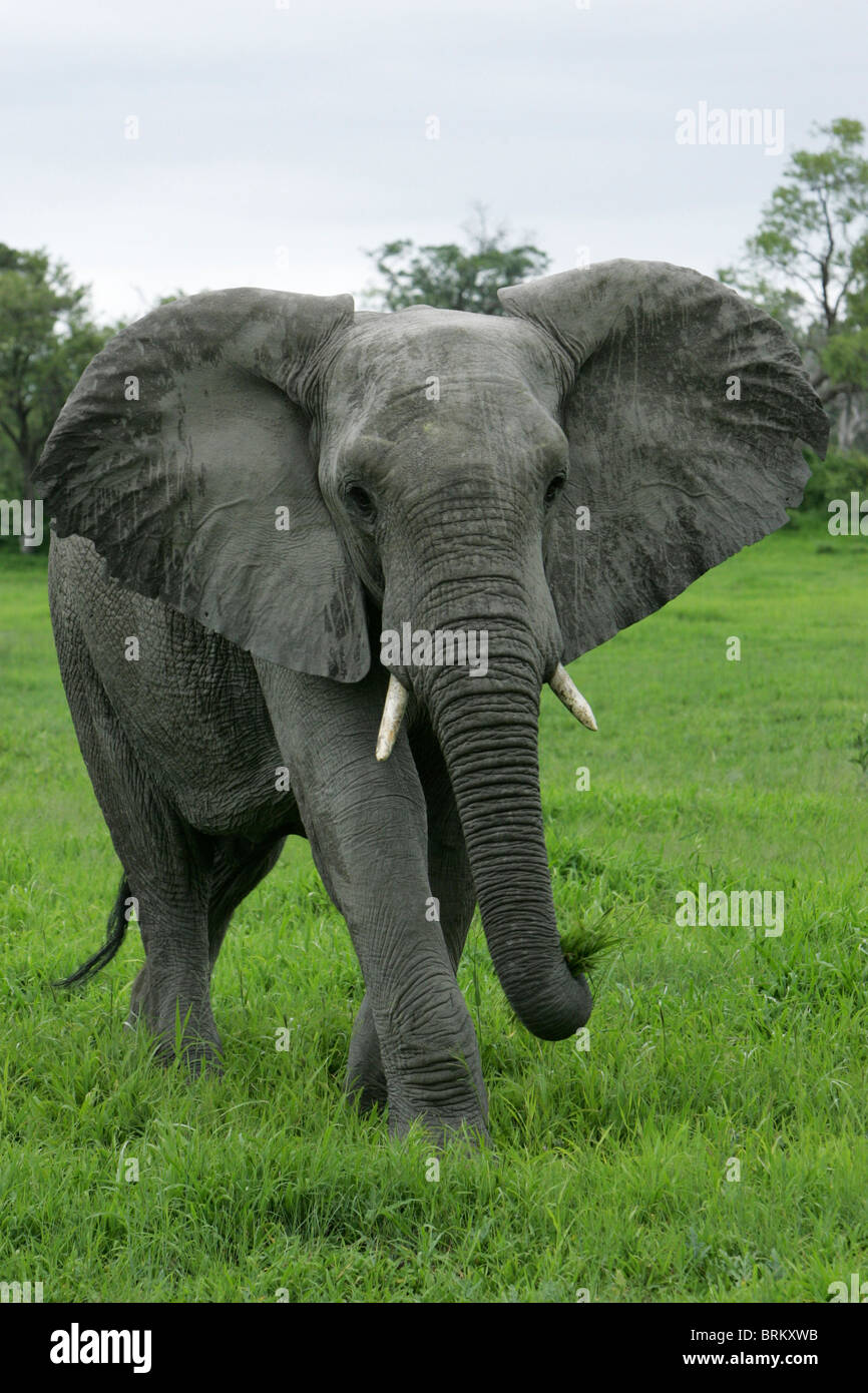 Elephant with ears flapping in mock-charge Stock Photo - Alamy