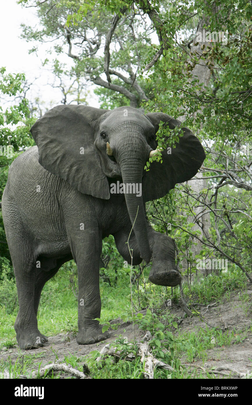Elephant with one leg raised Stock Photo Alamy