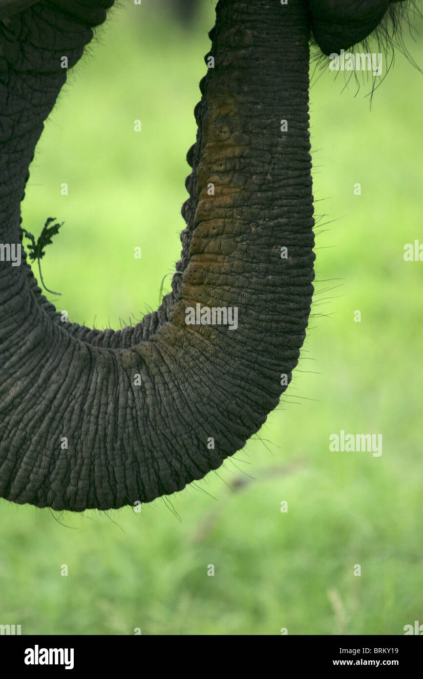 Close up of a curved elephant trunk and hairy mouth Stock Photo