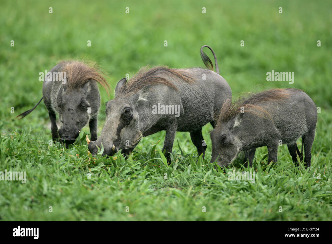 Warthog with two youngsters feeding Stock Photo