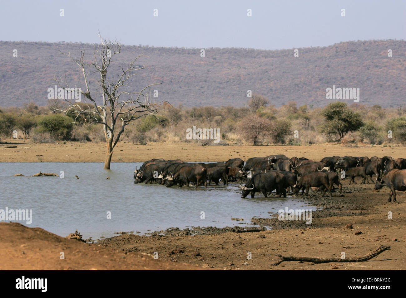 Herd water buffalo hi-res stock photography and images - Alamy
