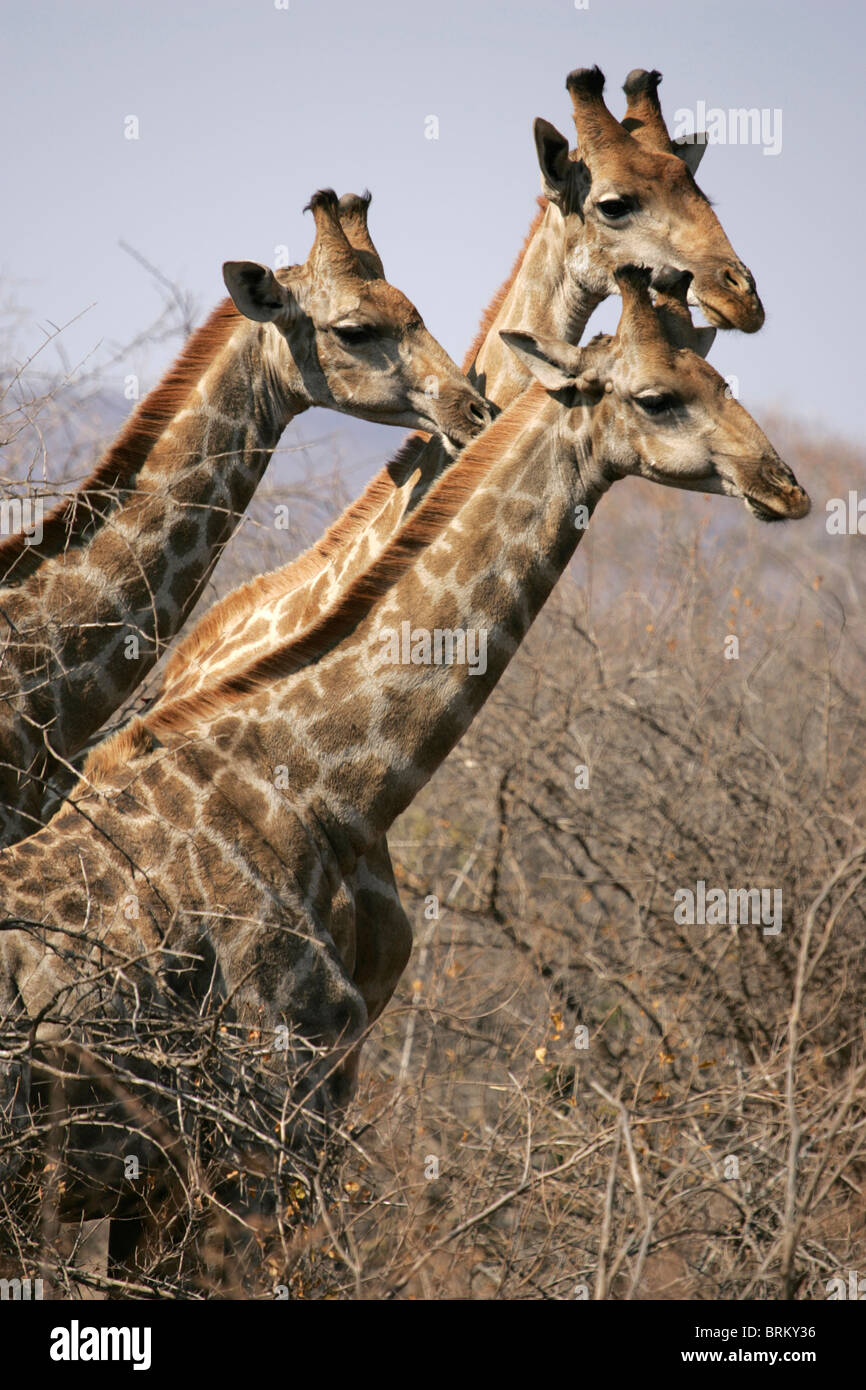 Trio of giraffes looking out over dry bushes Stock Photo