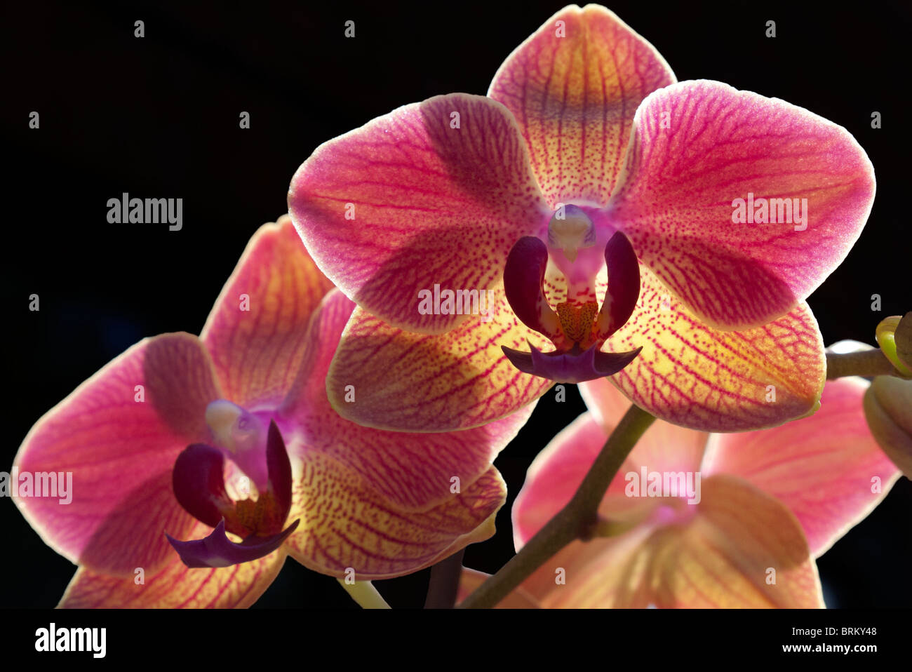 Phalaenopsis Orchid Maria Therese 3 Stock Photo