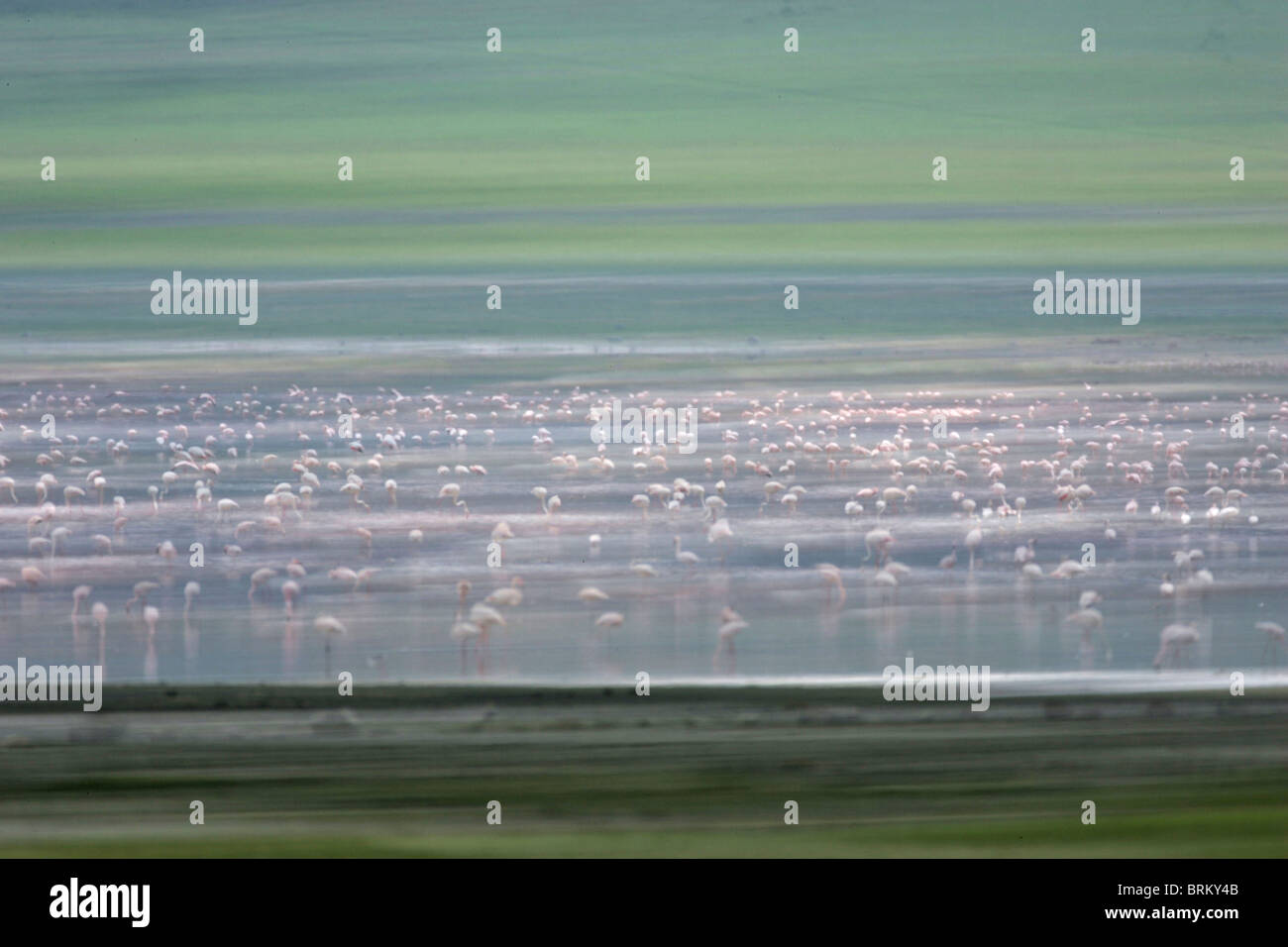 Double exposure wildlife hi-res stock photography and images - Alamy