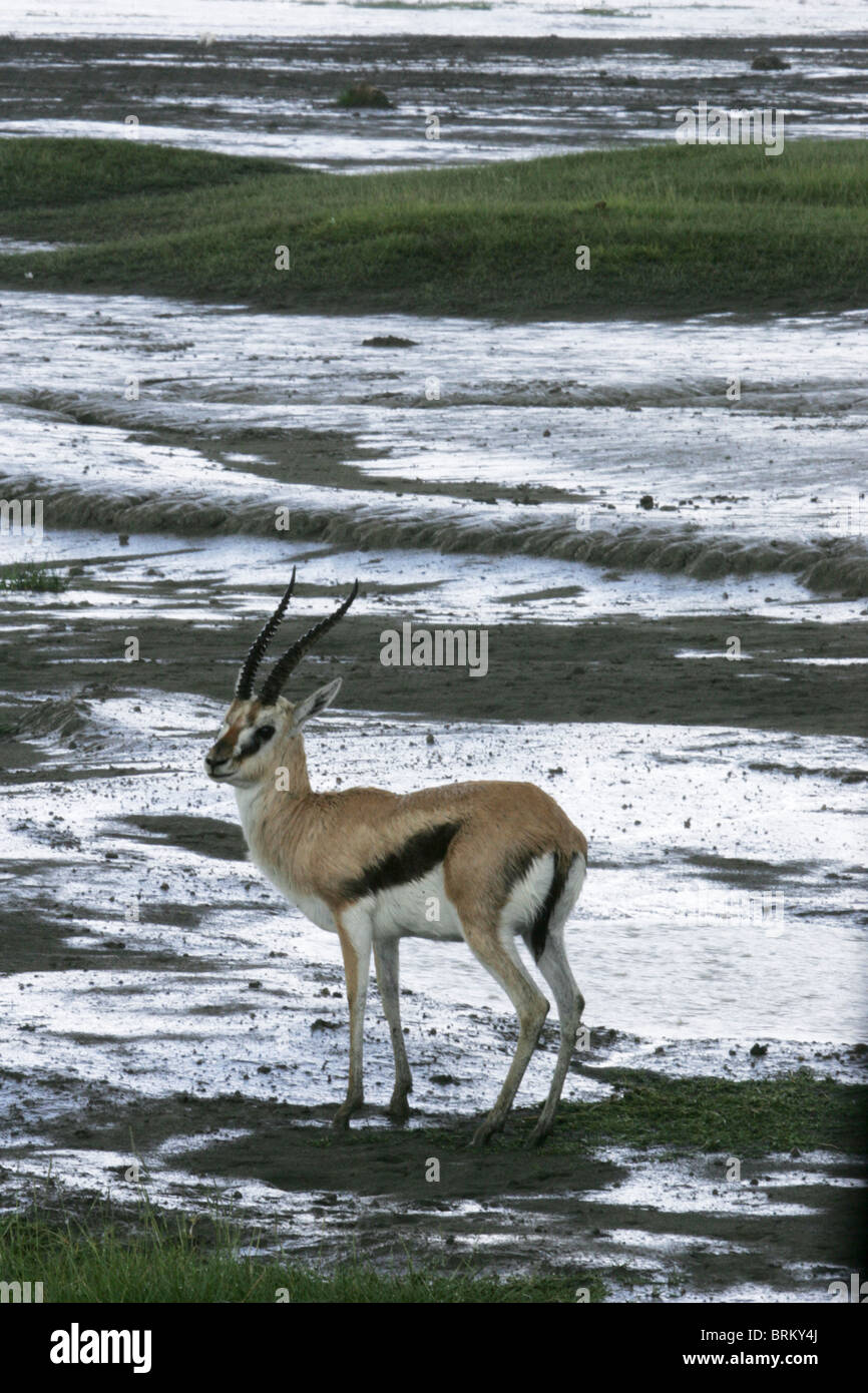 Gazelle hi-res stock photography and images - Alamy