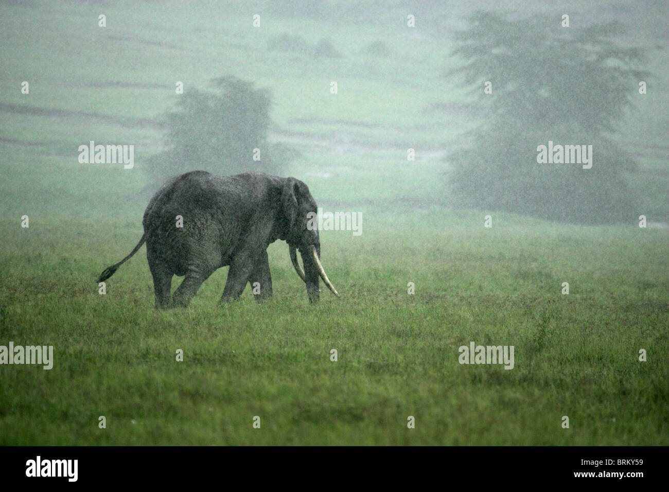 Elephant in the mist and rain on the Ngorongoro crater floor Stock Photo
