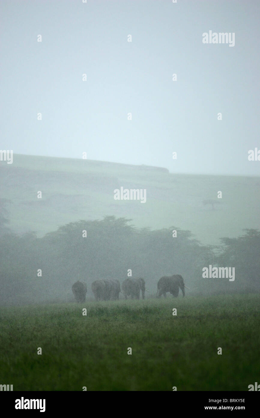 Elephants in the mist and rain on the Ngorongoro crater floor Stock Photo