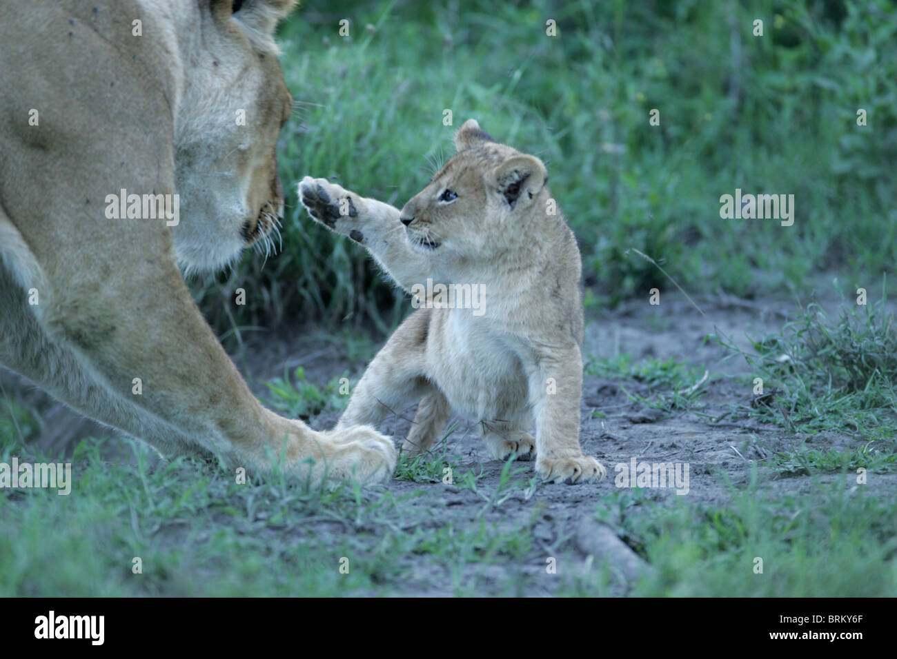 A lioness and a cub trying to touch her face Stock Photo