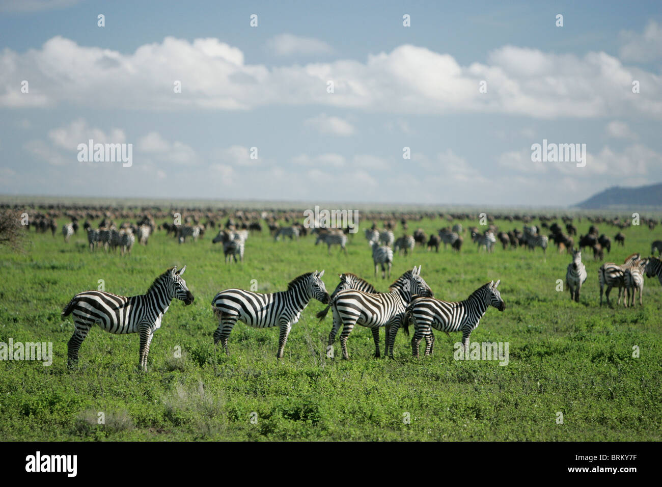 Wide angle view of Zebra and wildebeest migration on a vast grassland plain Stock Photo