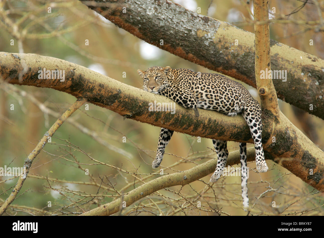 Leopard lying with it's head on its paw on a branch in a tree Stock ...