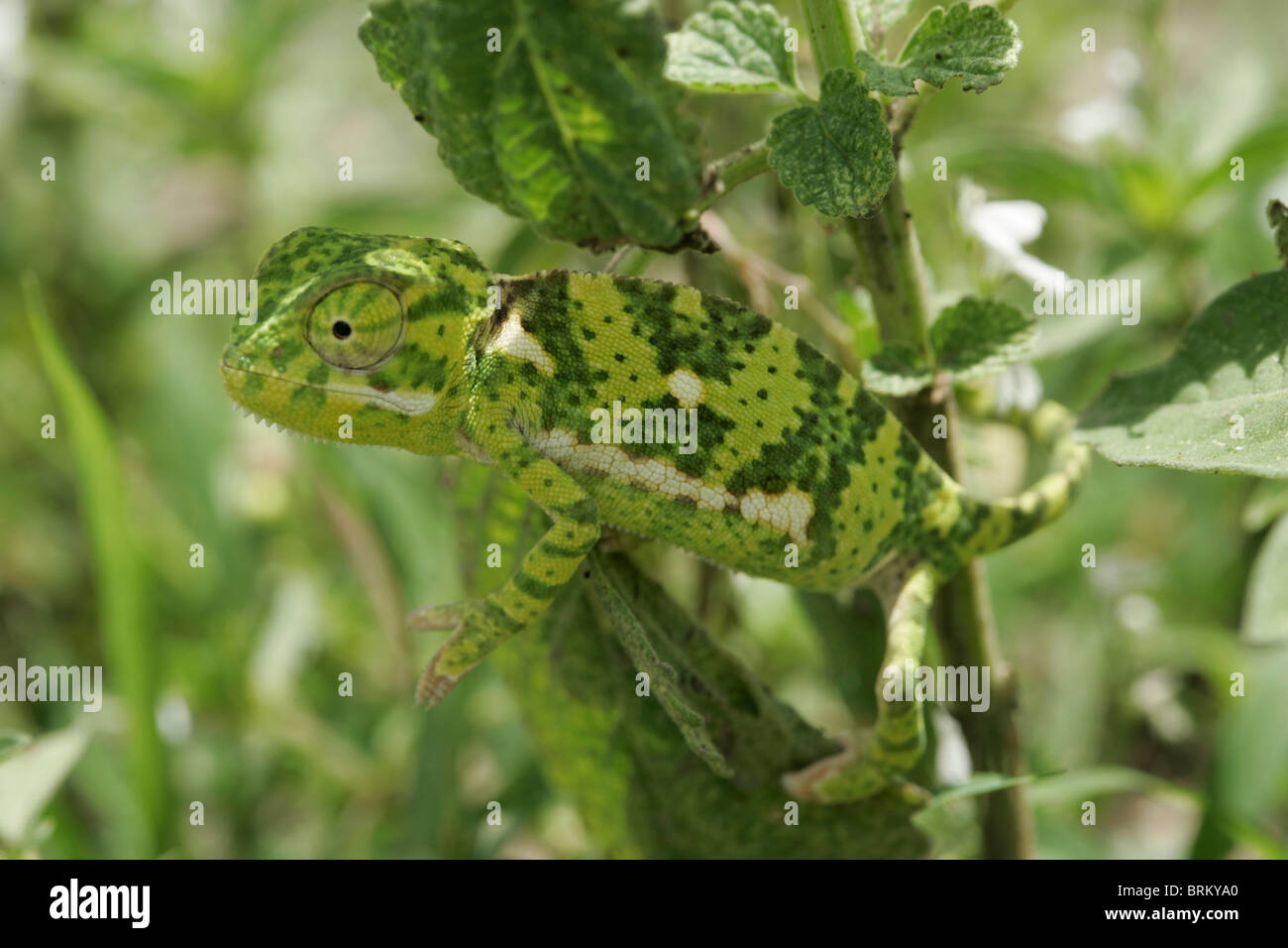 Chameleon standing on a plant Stock Photo
