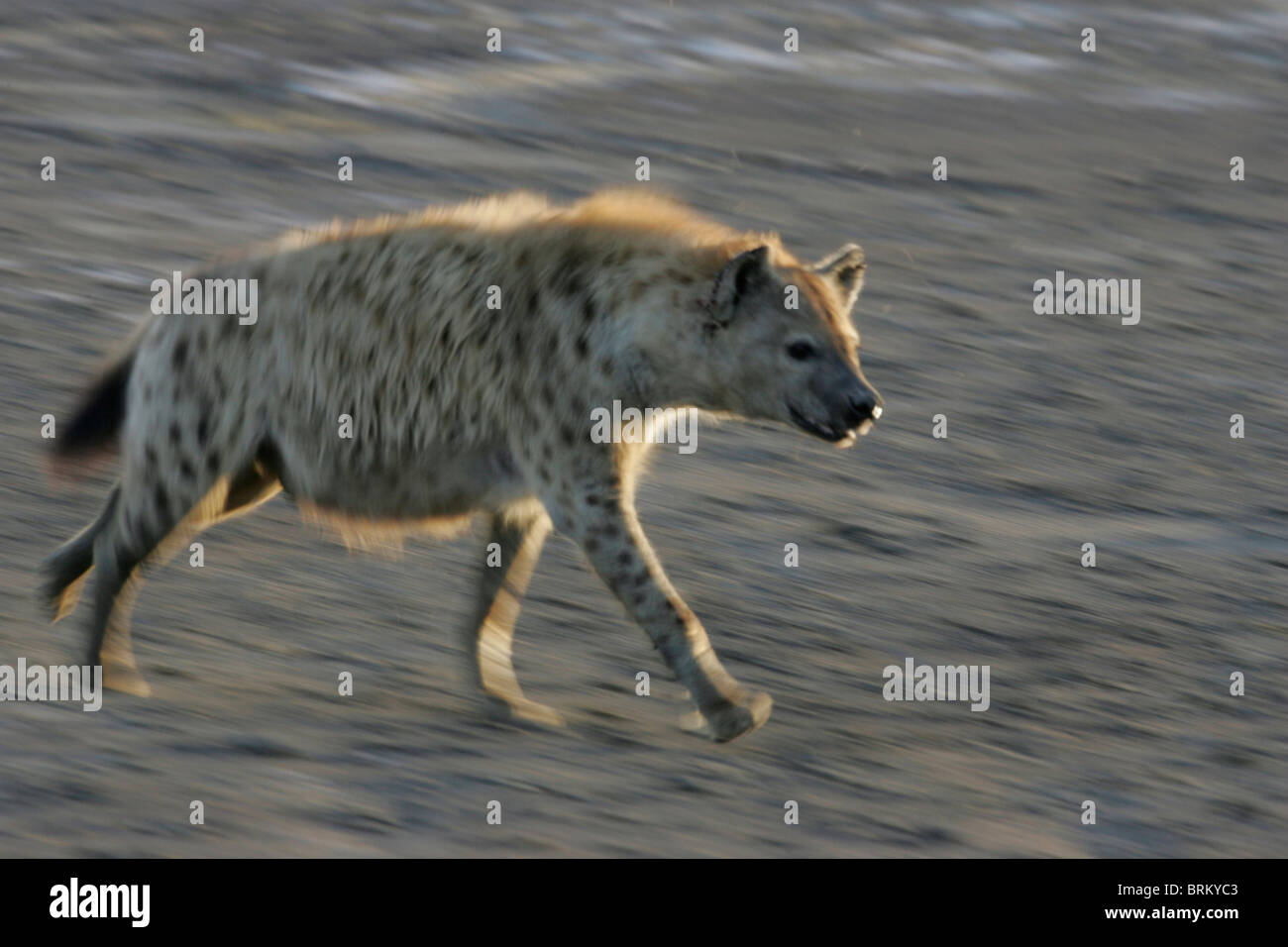 Spotted hyena on the run Stock Photo - Alamy