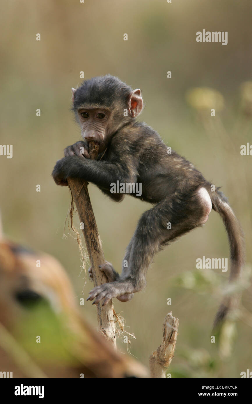 Baby olive baboon balancing on a stalk of a plant Stock Photo