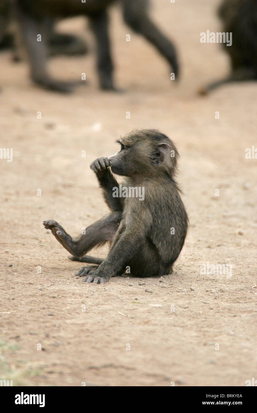 Olive baboon baby sitting on the ground picking its nose Stock Photo