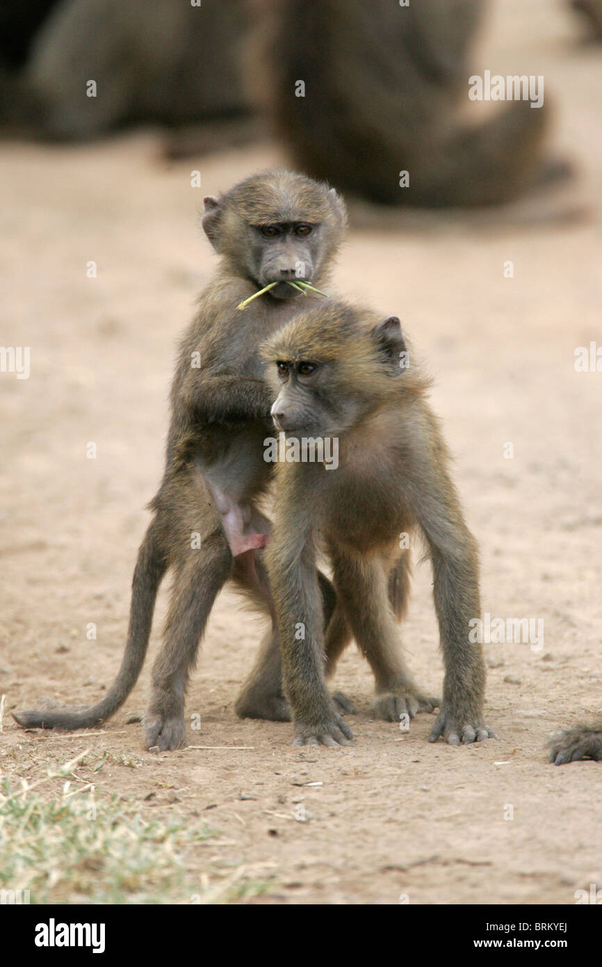 Two Olive baboons babies playing Stock Photo