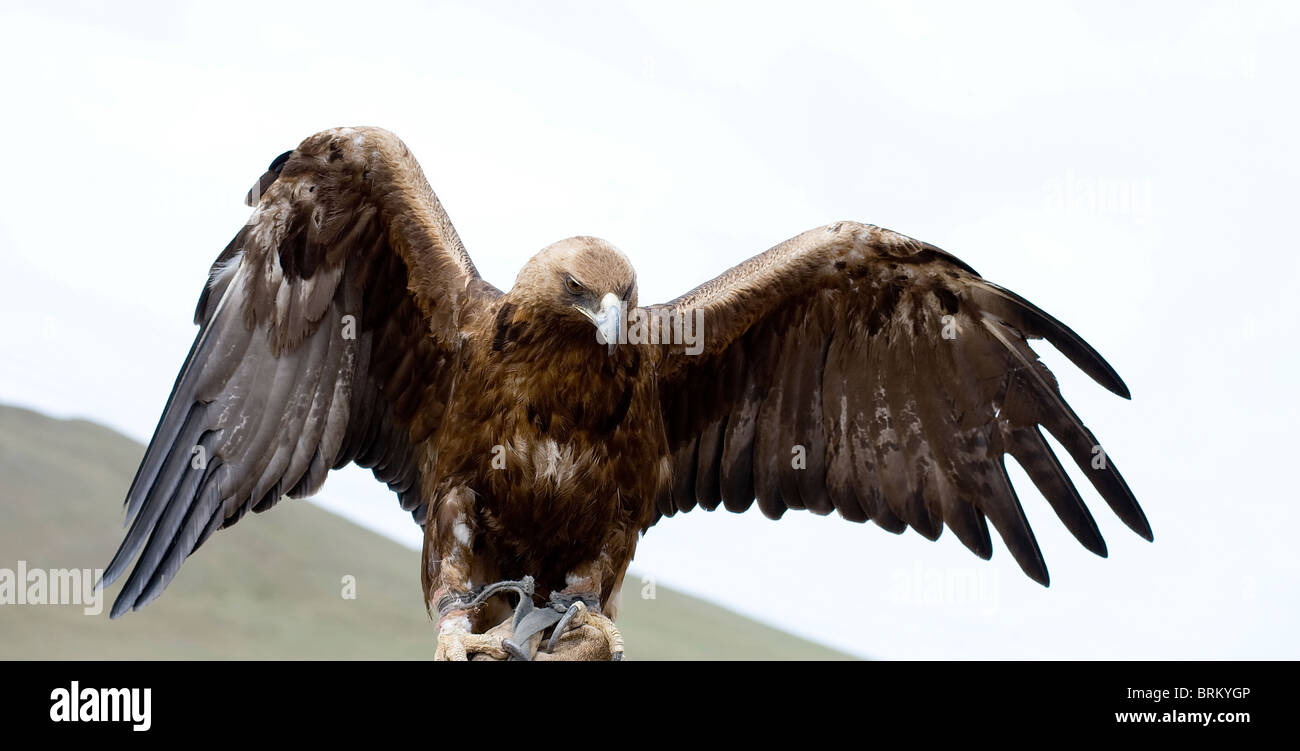 Golden Eagle With Spread Wings In Captivity Stock Photo