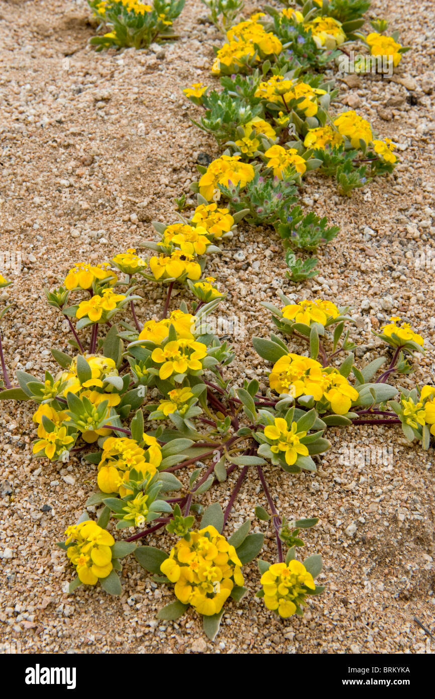 Cruckshanksia sp. flowers Parque National Pan de Azucar Atacama (III) Chile South America Stock Photo