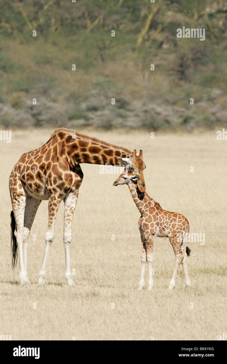 Rothschild giraffe mother resting her head on the neck of her baby Stock Photo