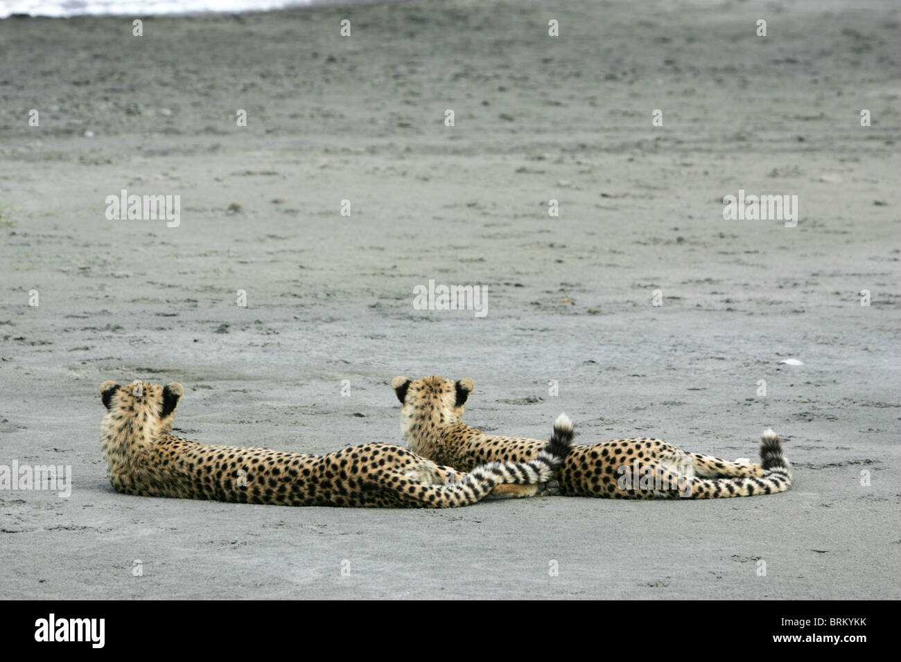 Pair of cheetahs lying on their sides with their backs to the camera Stock Photo